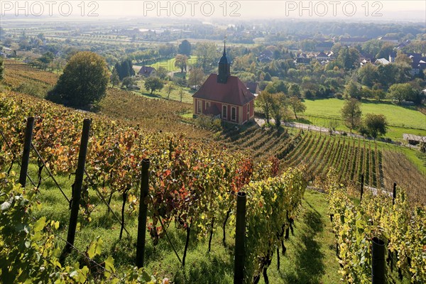 Vineyards in Dresden-Pillnitz