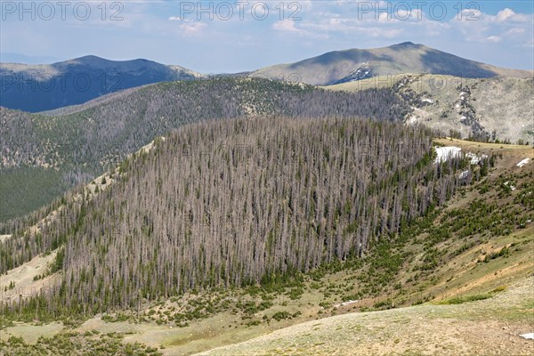 Monarch, Colorado, Trees near the continental divide on Monarch Mountain killed by the spruce bark