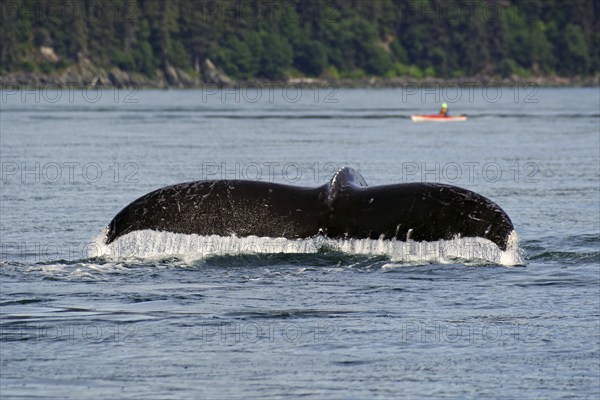 Fluke of a diving humpback whale, kayaker in the background, Inside Passage, Juneau, Alaska, USA,