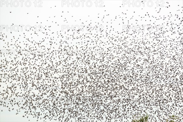 Common (Sturnus vulgaris) starlings fly together, in perfect symbiosis to protect themselves from