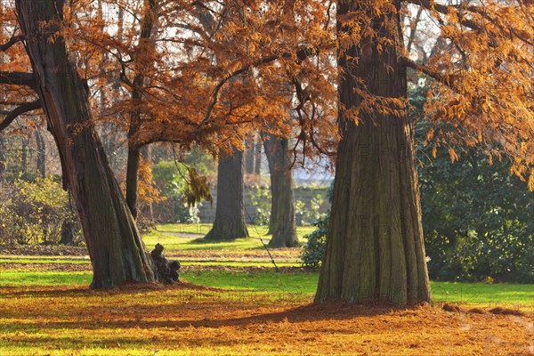 Pillnitz Palace Park Meadows at the Bergpalais