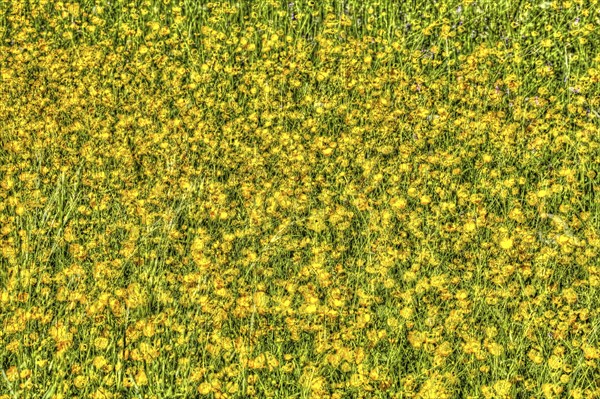 Wildflower meadow, Ranunculaceae, buttercups, oil painting, bright flowers, yellow flowers