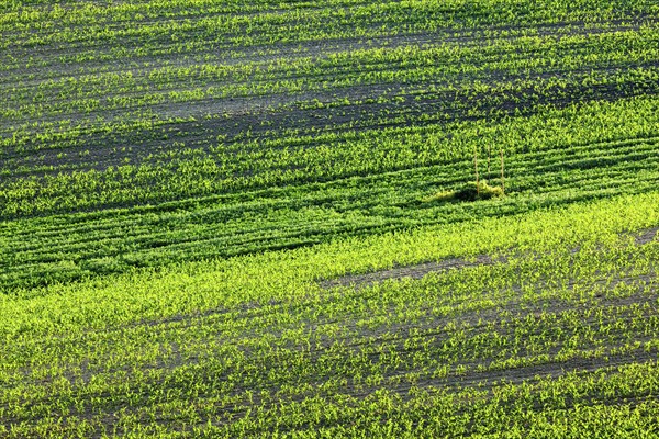European rural wallpaper, Moravian ploughed field with furrows and sprouts, Moravia, Czech