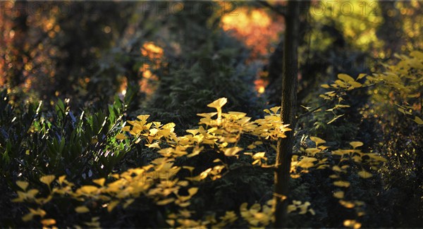 The colours of autumn in the garden. Ginkgo tree (Lat. Ginkgo biloba), Germany, Europe