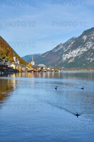 Austrian tourist destination Hallstatt village on Hallstatter See lake in Austrian alps with geese