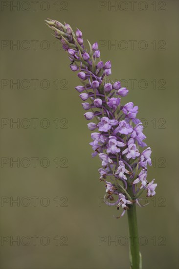 Military orchid (Orchis militaris), Helm's orchid, Knabenkraut, orchid, bent, Ständelberg,