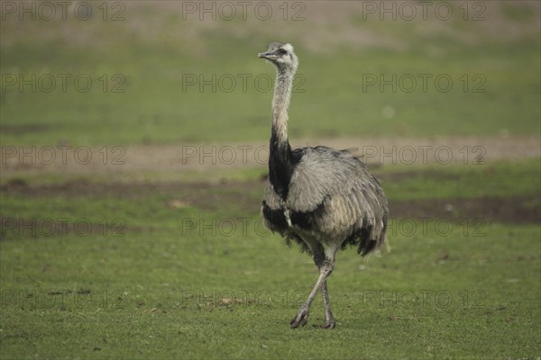 Common ostrich (Struthio camelus), captive