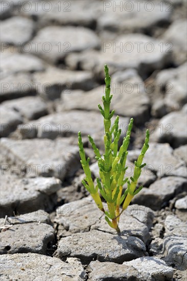 European celery, short ear celery, foxtail family, Common glasswort, marsh samphire (Salicornia