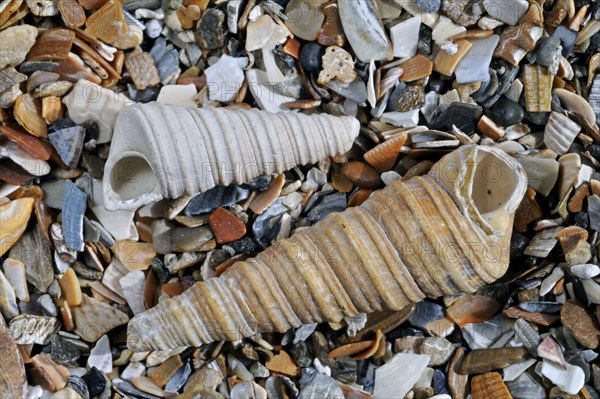 Common pelican foot, Common pelican feet, Other animals, Shells, Animals, Molluscs, Turret-shell,