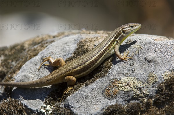 Large psammodromus (Psammodromus algirus) (Lacerta algira) basking on rock