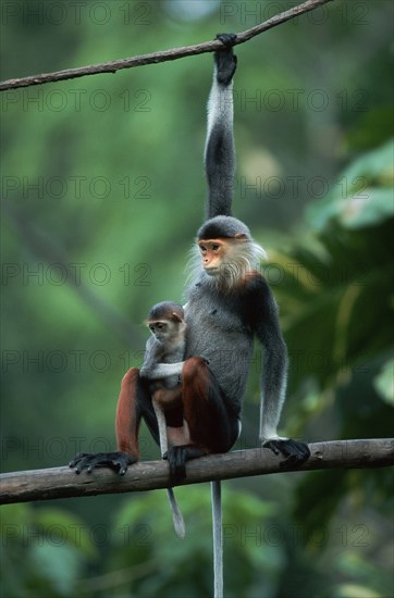 Red-shanked Douc (Pygathrix nemaeus) Langurs, female with young