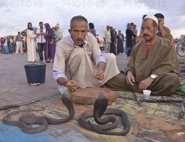 Snake charmers on the Jemaa el-Fnaa market square, Marrakech, Marrakesh-Tensift-El Haouz region,