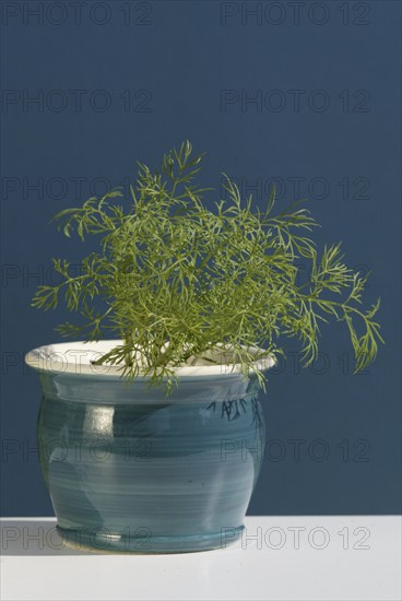 Dill (Anethum graveolens) in a pot