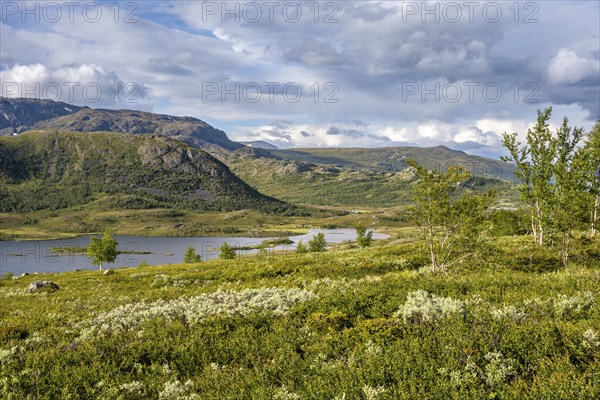 Barren mountain landscape with lake and birch trees, Gjendehøe mountain, Leirungen nedre lake,