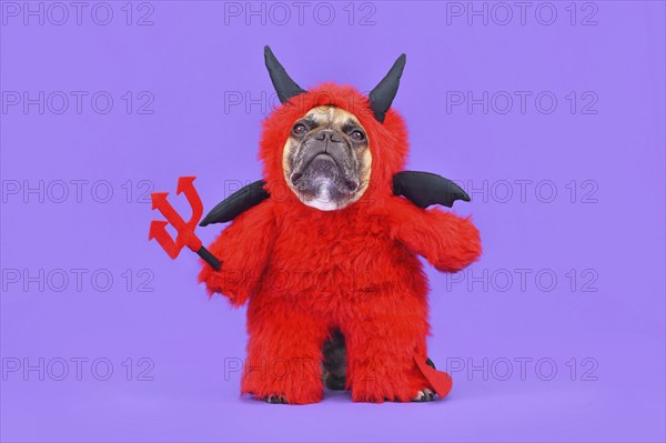 French Bulldog dog with red devil Halloween costume wearing a fluffy full body suit with fake arms