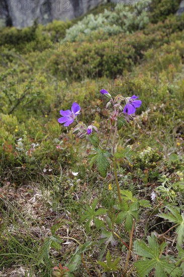 Puprecht's weed, herb robert (Geranium robertianum) flowers in the tundra, Hardanger Vidda, Norway,