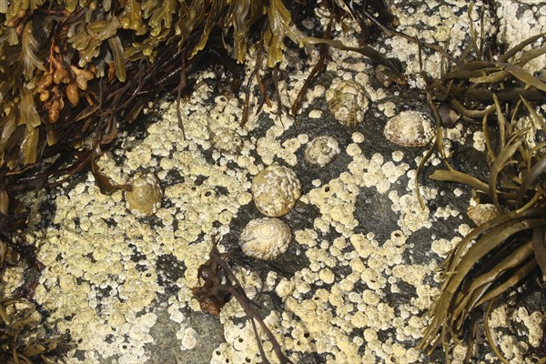 Common barnacles (Semibalanus balanoides) and mussels surrounded by seaweed (algae) on a rock,