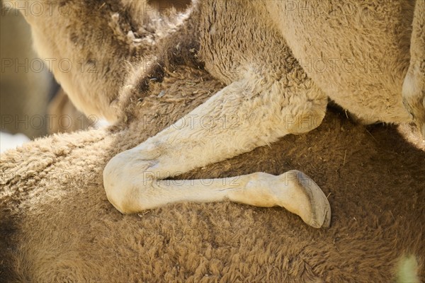 Dromedary (Camelus dromedarius), foot, detail, Spain, Europe