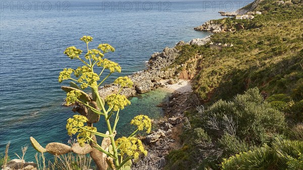 Yellow (euphorbia), small pebble beach, green bay, rocks, Zingaro, national park, nature reserve,