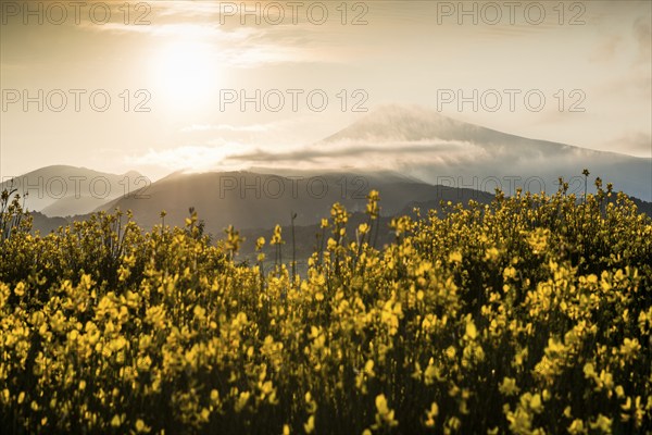 Sunrise and broom in bloom, Mont Ventoux, Dentelles de Montmirail, Département Vaucluse, Provence,
