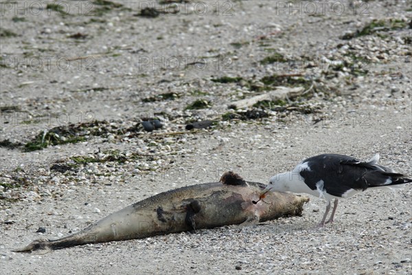 Harbor seal (Phoca vitulina), found dead on the beach, carcass serves as food for a great gull,
