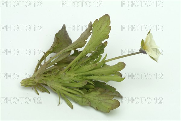 Field heartsease (Viola tricolor), medicinal plant, herb, wild plant, medicinal use