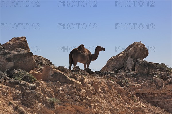 Landscape of the Southern Dhofar, Jabal al-Qamar, Oman, Asia