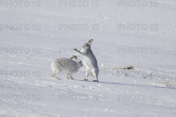 Fighting mountain hare (Lepus timidus), Alpine hares, snow hare female in white winter pelage
