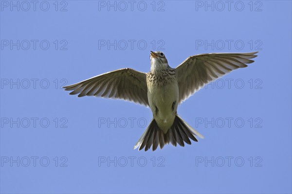Eurasian skylark (Alauda arvensis) singing in flight against blue sky