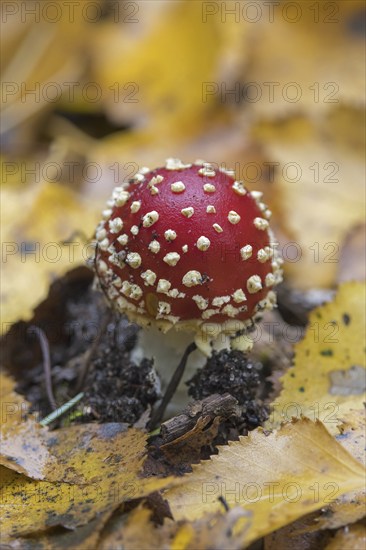 Fly agaric (Amanita muscaria), fly amanita early stage of mushroom emerging among fallen autumn