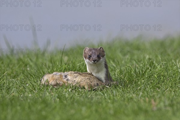 European Stoat, Ermine (Mustela erminea) with killed European Ground Squirrel (Citellus citellus),