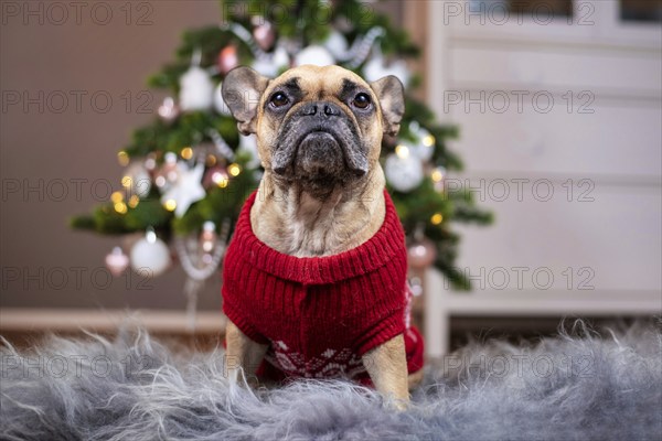 French Bulldog dog wearing a red knitted Christmas sweater sitting on fur blanket in front of pink