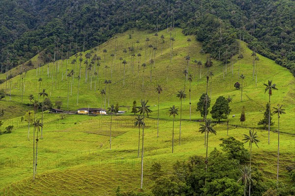 Wax palms largest palms in the world, Cocora valley, Unesco site coffee cultural landscape,