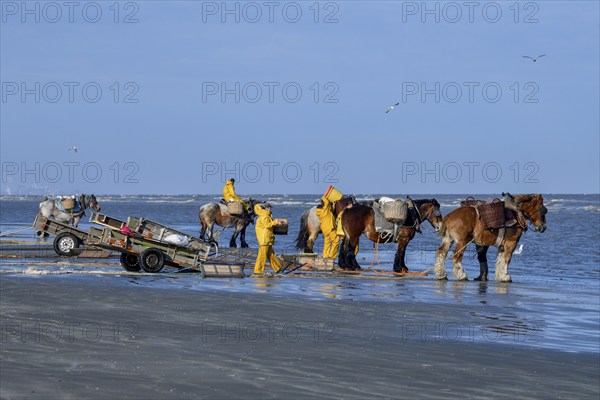 Horse fishermen catching Brown shrimp (Crangon crangon), Koksijde, North Sea coast, province of
