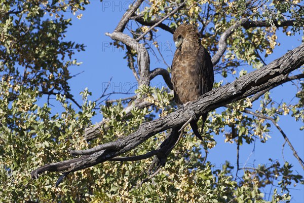 Bateleur eagle (Terathopius ecaudatus), immature, perched on a branch, Mahango Core Area, Bwabwata