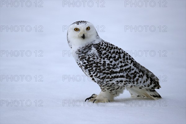 Snowy owl (Nyctea scandiaca), snowy owl, adult, alert, in the snow, foraging, in winter, Bohemian