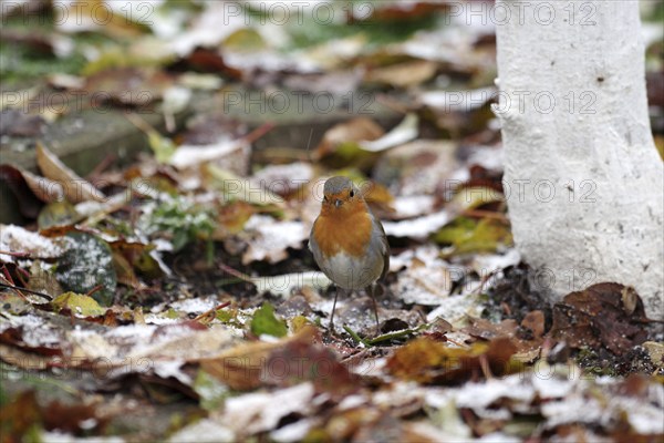 European robin (Erithacus rubecula), songbird, autumn, leaves, coloured, Germany, The plumage of