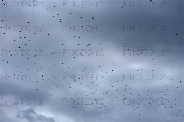Common starling (Sturnus vulgaris) gather to fly south, grey cloudy sky, Franconia, Bavaria,