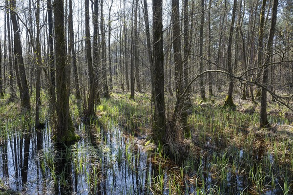 Alder scrub forest, black alders (Alnus glutinosa) in spring, Lower Saxony, Germany, Europe