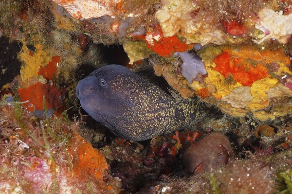 Mediterranean moray (Muraena helena) in the Mediterranean Sea near Hyères. Dive site marine reserve