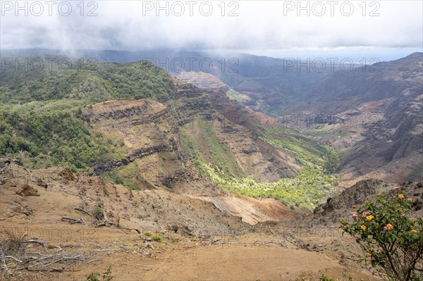 Waimea Canyon Lookout, Waimea Canyon State Park, Kauai, Hawaii, USA, North America