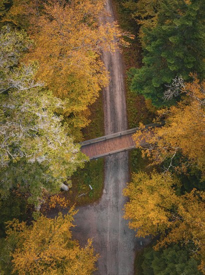 Aerial view bridge of the treetop walk in autumn forest, Sommerberg, Black Forest, Bad Wildbad,