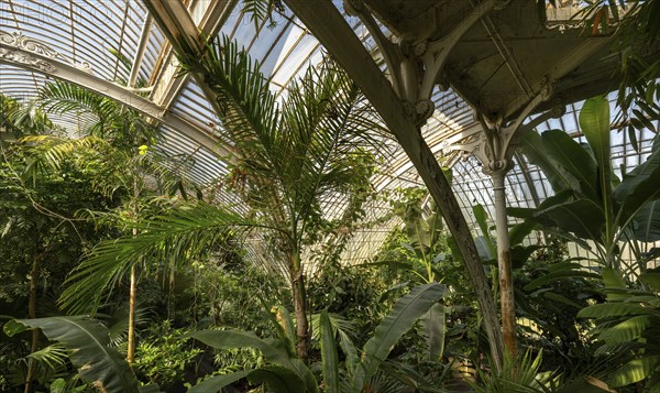 Tropical rainforest, Palm House, oldest Victorian greenhouse in the world, Royal Botanic Gardens,