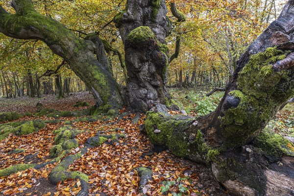 Ancient copper beech (Fagus sylvatica), Hutebuche, Hutewald Halloh, Hesse, Germany, Europe
