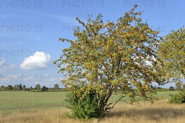 Heath landscape, typical vegetation, european rowan (Sorbus aucuparia) with red fruits at the edge