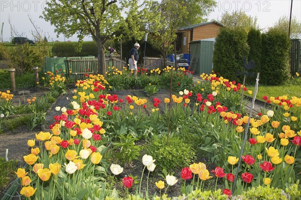 The allotment garden, also known as Schrebergarten, Heimgarten, Familiengarten (esp. in