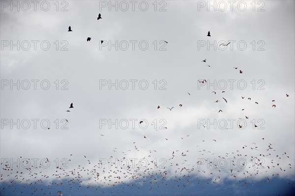 Megabats, flying fox (Pteropodidae), bat, fauna, swarm over Cairns, Queensland, Australia, Oceania