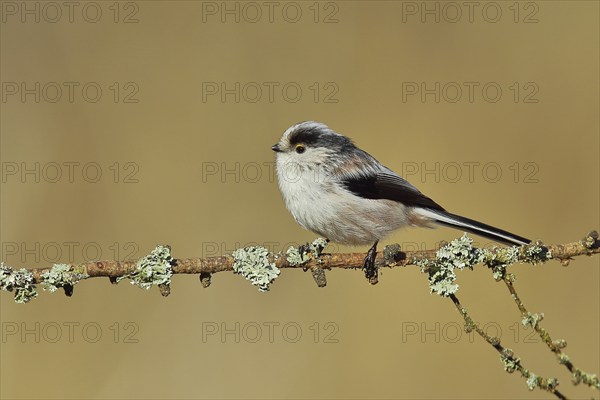 Long-tailed tit (Aegithalos caudatus), sitting on a branch covered with moss, North