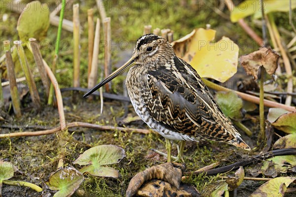 Common snipe (Gallinago gallinago), Switzerland, Europe