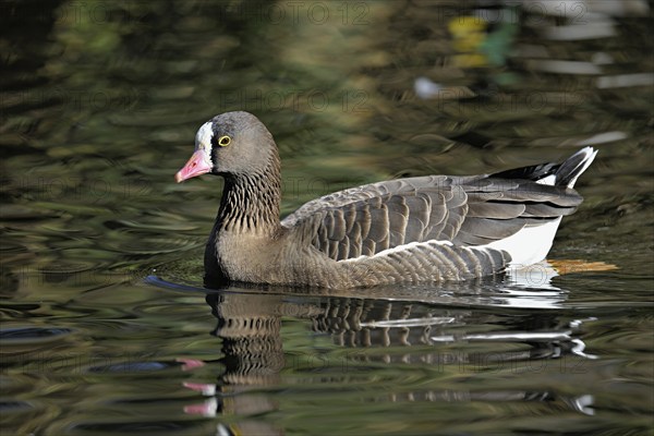 Lesser White-fronted Goose (Anser erythropus), captive, Switzerland, Europe